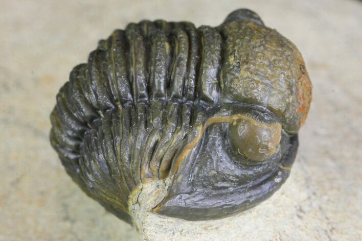 Gerastos Trilobite Fossil - Foum Zguid, Morocco #145737